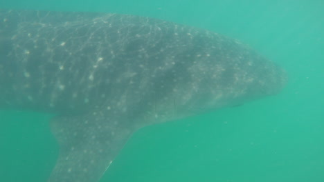 Whale-shark-underwater-with-the-camera-tracking-along-the-body