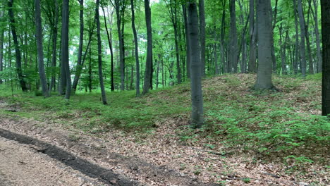 Panoramic-view-of-forest.-dirt-road