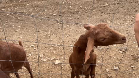 Petting-a-cute-goat,-animals-at-a-farm-in-Spain,-farm-to-table,-ecological-farming,-4K-shot