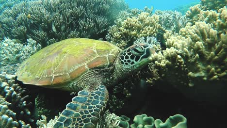 A-Green-Sea-Turtle-on-a-tropical-coral-reef-in-the-Philippines
