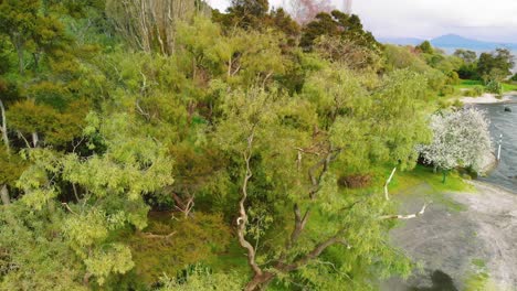Trees-and-vegetation-at-the-banks-of-Lake-Taupō,-an-large-crater-lake-in-New-Zealand's-North-Island,-located-in-the-caldera-of-the-Taupō-Volcano