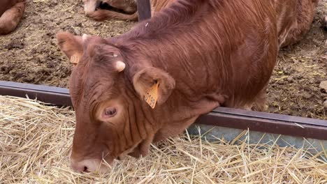 Kuh,-Die-Heu-Und-Trockenes-Gras-Frisst,-Tiere-Auf-Einem-Bauernhof-In-Spanien,-Farm-To-Table,-ökologische-Landwirtschaft,-4k-aufnahme