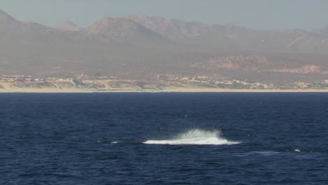 Humpback-whale-breaching-with-mountains-in-the-background