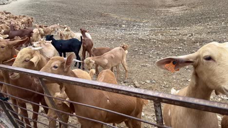 Große-Ziegenherde,-Tiere-Auf-Einem-Bauernhof-In-Spanien,-Farm-To-Table,-ökologische-Bewirtschaftung,-4k-aufnahme