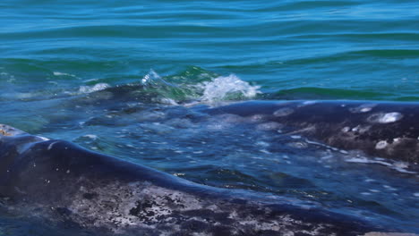 Two-gray-whales-with-barnacles-at-the-surface-very-close