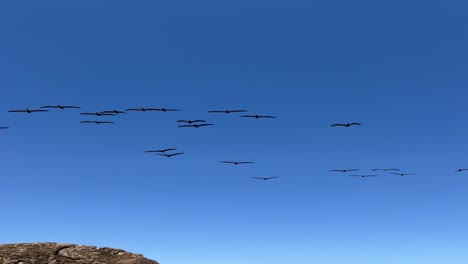 Vogelschwarm-In-Guanacaste,-Costa-Rica