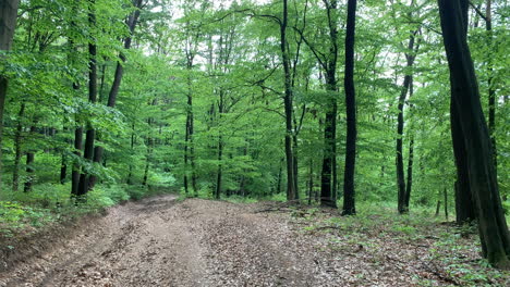 Bosque-Verde-Verano-En-Hungría