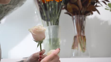Ein-Florist-Pflückt-Zartrosa-Blütenblätter-Von-Einer-Rose