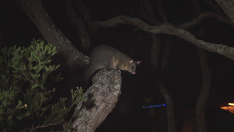 Ringtail-Possum-Sitting-Still-On-A-Moonah-Twisted-Tree-Trunk-At-Night