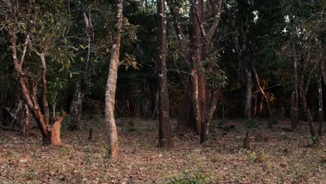 Tropische-Bäume-In-Einem-Wald-Ohne-Unterholz