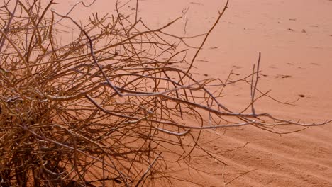 Arbusto-De-Plantas-Leñosas-Que-Crece-En-Un-Ambiente-Hostil-Del-Desierto-De-Wadi-Rum-Con-Ramas-Que-Revolotean-En-La-Brisa-Contra-La-Arena-Roja-En-Jordania