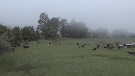 Dolly-in-rural-cloudy-landscape,-with-cows-of-various-colors:-black,-white,-brown-and-spotted,-surrounded-by-big-trees-while,-some-are-walking-and-eating-grass