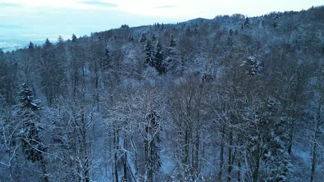 Drone-footage-of-snow-covered-trees-in-Switzerland-seen-from-above