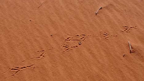 Trail-of-bird-animal-footprints-in-red-sandy-sand-dunes-of-Wadi-Rum-desert-in-Jordan,-Middle-East