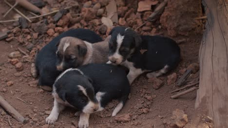 Young-puppies-huddled-in-a-group