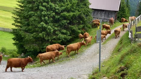 Closer-shot-of-scottish-highland-cattle,-slowly-walking-on-a-hiking-trail-around-St