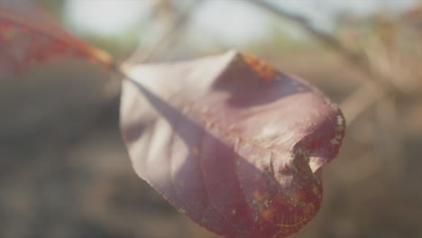 Romantic-close-up-of-red,-old-leaf-in-slow-motion,-smooth-camera-movement,-shallow-depth-of-field,-dreamy-footage