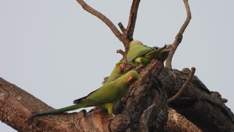 Parrot-in-tree-just-chilling-