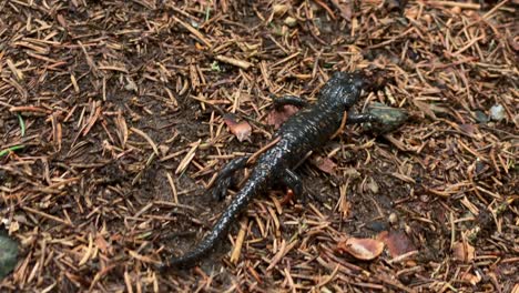 Alpine-salamander-walks-slow-on-coniferous-ground,-located-in-the-Sellrain-Valley-in-Austria
