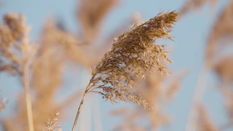 Common-reed-swaying-against-blue-sky-close-up-in-slow-motion