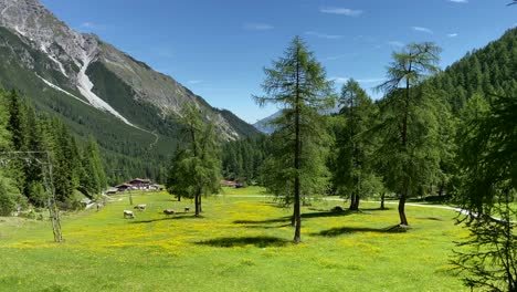 Beautiful-cattle-pasture-with-yellow-flowers-and-same-trees,-located-in-the-Schlick-2000-Ski-resort-in-Fulpmes-in-Austria,-Stubai-Valley