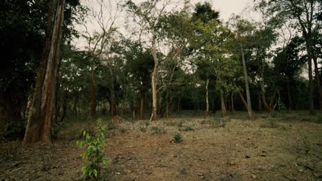 Tropischer-Wald-Mit-Hohen-Bäumen-In-Indien