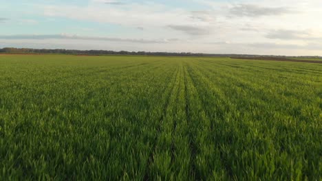 drone-fly-fast-and-low-over-green-field-of-young-wheat-crops,-cinematic-movement