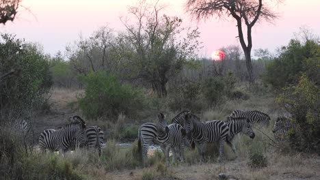 Zebras-drinking-at-a-waterhole-at-sunset-in-African-bush-savanna-Kruger-National-Park