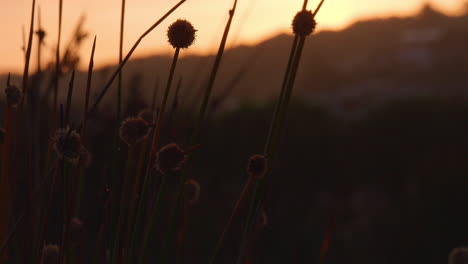 Goldener-Sonnenuntergang-Mit-Einheimischen-Australischen-Gräsern,-Nach-Oben-Kippen