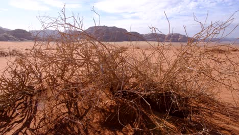 Closeup-of-woody-shrub-plant-in-hostile,-barren-red-sandy-desert-view-of-Wadi-Rum-in-Jordan,-Middle-East