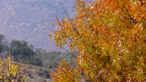Golden-orange-brown-leaves-fluttering-in-the-wind-breeze-on-tree-branches-during-Autumn-in-rural-countryside-of-Jordan,-Middle-East