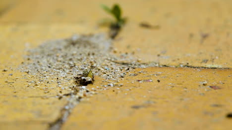 Ants-try-to-drag-dead-bugs-down-into-their-nest-between-bricks