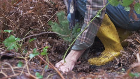Hands-of-a-mature-man-planting-Scots-Pine-securing-in-forest