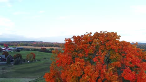 Bäume-In-Rot-Und-Orange,-Die-Im-Herbst-Mit-Einer-Drohne-Gefilmt-Wurden