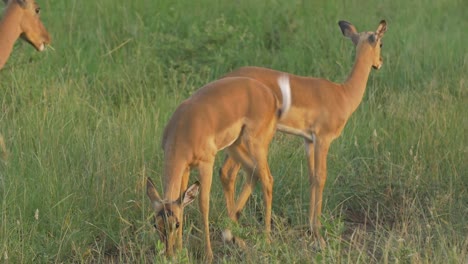 Nahaufnahme-Einer-Herde-Von-Antilopen,-Die-Während-Des-Sonnenuntergangs-Im-Südafrikanischen-Dschungel-Grasen