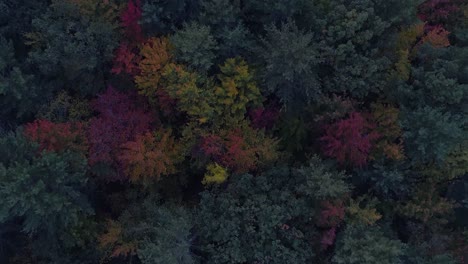Colorful-leaves-in-a-forest-during-fall-in-Maine,-birds-eye-view,-drone-video