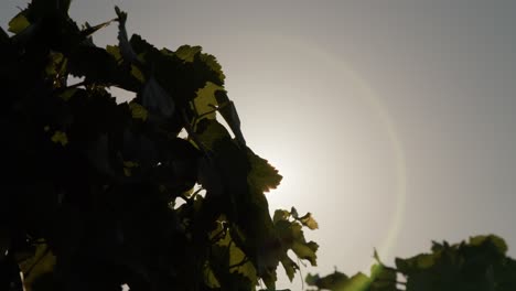 Grapevines-backlight-shot-in-summer.-4K-video