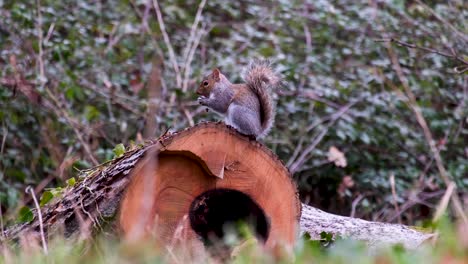 Nahaufnahme-Eines-Eichhörnchens,-Das-Auf-Einem-Baumstamm-Im-Wald-Sitzt-Und-Während-Der-Wintersaison-Sein-Lieblingsessen-Von-Eichelnüssen-Isst