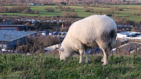 Fluffy-white-sheep-gazing-on-grass-in-rural-countryside-field-overlooking-buildings-and-traffic-in-town-of-Glastonbury,-Somerset,-England