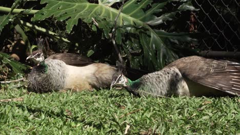 Two-Peahens-Laying-on-Grass-on-Sunny-Day