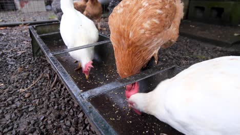 Verschiedenfarbige-Hühner,-Die-Sich-Hektisch-Von-Getreide-Aus-Dem-Futtertrog-Ernähren,-Nahaufnahme-Von-Hühnern,-Die-Am-Futter-Picken