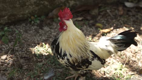 Black-and-White-Rooster-Looking-Around