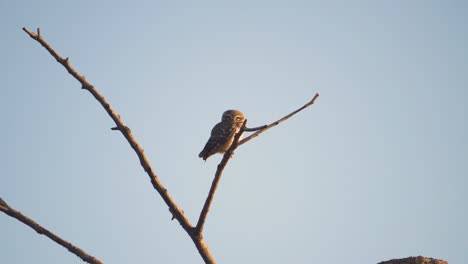 a-Portrait-of-a-Spotted-Owl-on-a-tree-branch-in-morning-light-at-country-side-of-Madhya-Pradesh-,-India