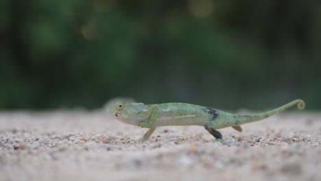 A-chameleon-slowly-walks-past