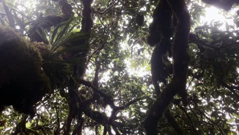 Mahe-Seychellen-Regnet-Im-Nationalpark,-Unter-Den-Bäumen,-Regentropfen