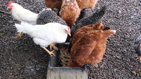 Gemischte-Vielfalt-Und-Braune,-Weiße-Und-Schwarze-Hühner-Und-Hennen,-Die-Sich-Auf-Einem-Kleinen-Lifestyle-Bauernhof-Mit-Getreidefutter-Aus-Einem-Trog-Ernähren