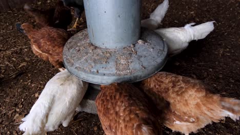 Hühner-Und-Legehennen-Füttern-Auf-Einem-Kleinen-Lifestyle-Bauernhof-Von-Einem-Runden-Körnerfutterautomaten-In-Einem-Hühnercoup