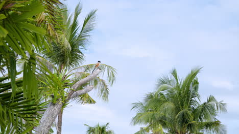 Resting-Long-Tailed-Shrike-Bird-On-Tropical-Island-Of-Mactan-In-Lapu-Lapu,-Cebu,-Philippines