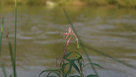 Closeup-shot-of-a-Flower-plant-near-a-flowing-river