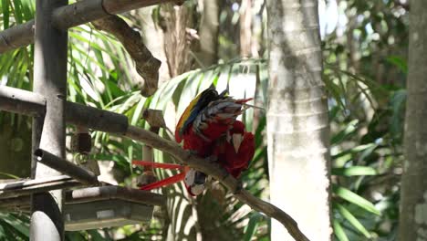 Two-Red-Macaws-Grooming-Each-Other